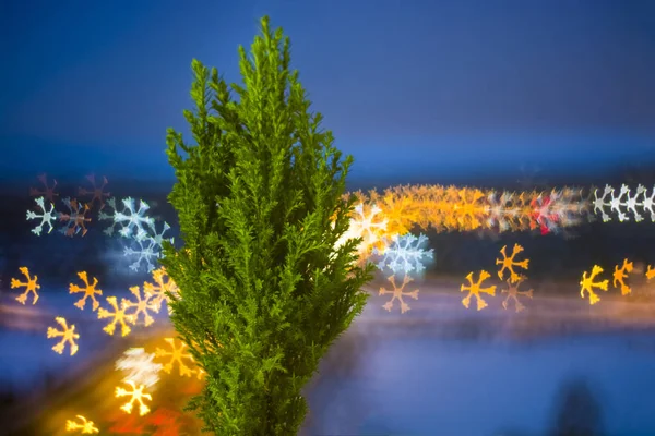 Árvore Natal Vivo Fica Fundo Bokeh Para Uma Pequena Árvore — Fotografia de Stock