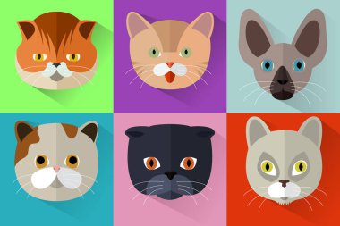 düz cats