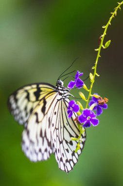 Closeup butterfly on flower clipart