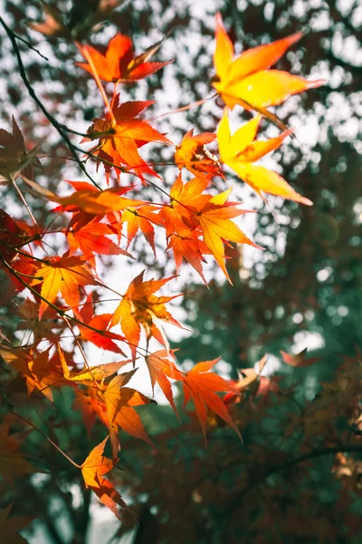 Sonbahar akçaağacı arkaplanı terk eder