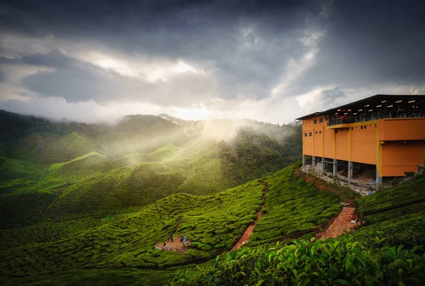 Cameron Highlands — Foto de Stock