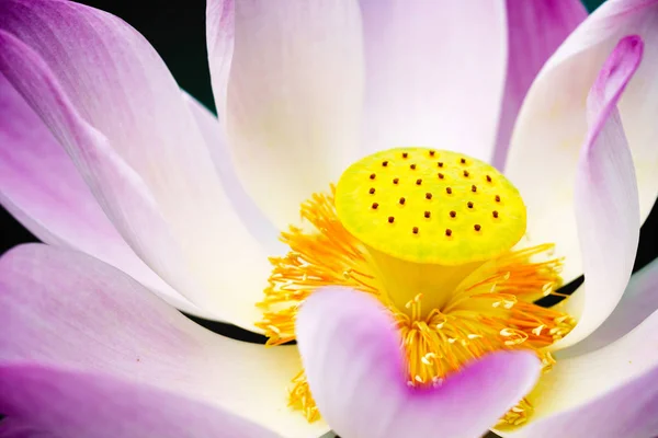 Gros plan sur la fleur de lotus — Photo