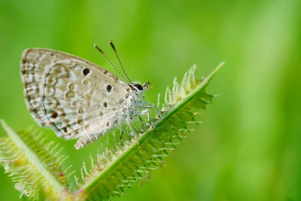 Beautiful small butterflies — Stock Photo, Image