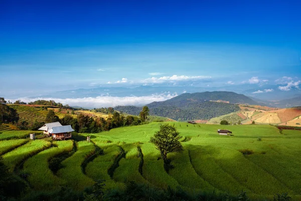 Pong Piang Pirinç Terasları Tayland — Stok fotoğraf