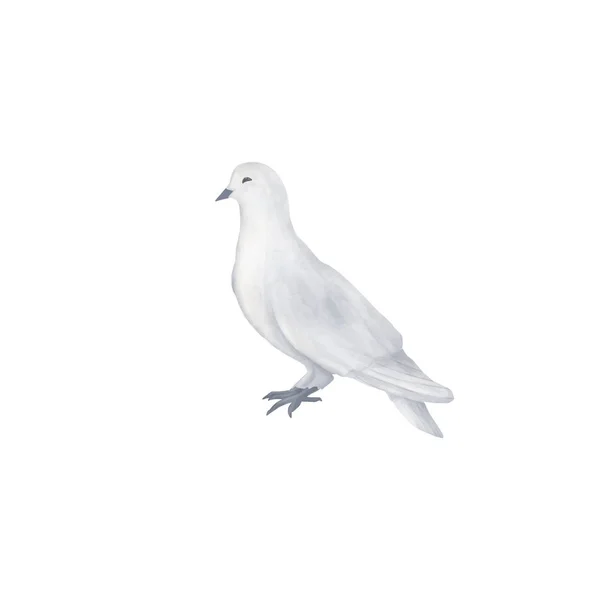 Güvercin Sanat Dijital Çizim Suluboya Kuş Uçmak Güvercin Çiçek Illüstrasyon — Stok fotoğraf