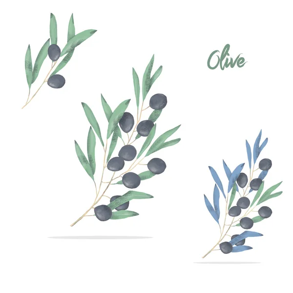 橄榄数字剪贴画水彩画花例证相似在白色背景 — 图库照片