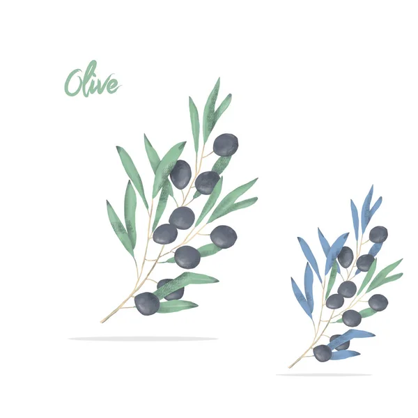 Olive Digitális Clip Art Akvarell Hasonló Virágok Ábra Rajz — Stock Fotó