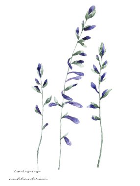 Suluboya beyaz zemin üzerine 700 dpi benzer şekilde yaprak yeşil renk çiçek.