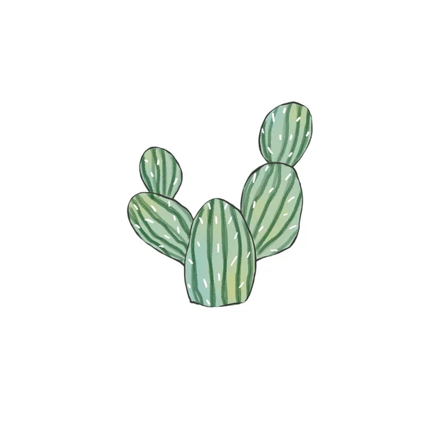 Cactus Clip Art Digtal Illustration Ritning Vit Bakgrund — Stockfoto