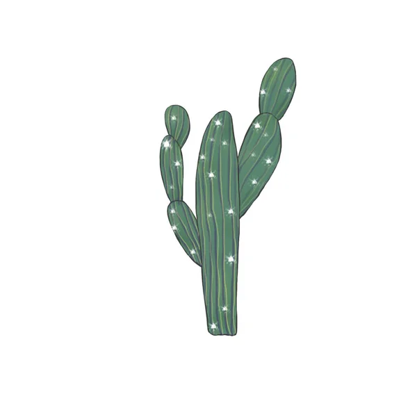 Cactus Clip Art Digtal Illustration Ritning Vit Bakgrund — Stockfoto