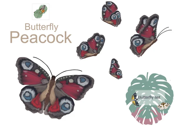 Пять акварели павлина бабочка акварель кисти иллюстрации на белом фоне — стоковое фото