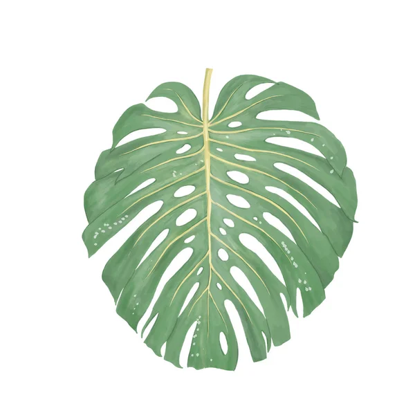 Тропічний Акварельний Квітковий Лист Джунглів Цифрове Мистецтво Зелений Квітковий Літній — стокове фото