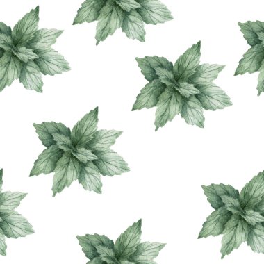 Aquarelle nane desen illüstrasyon. Beyaz arka planda suluboya nane renk elemanı taze sanat