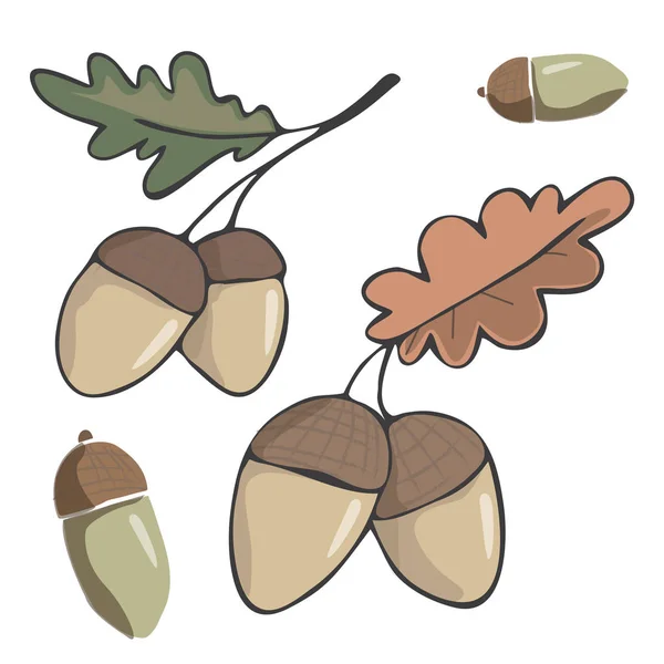 Figura Acorn clip arte ilustración hoja dibujo color elemento vector madera bosque fruta de roble verde rojo naranja uno dos bellotas similar fondo blanco — Vector de stock