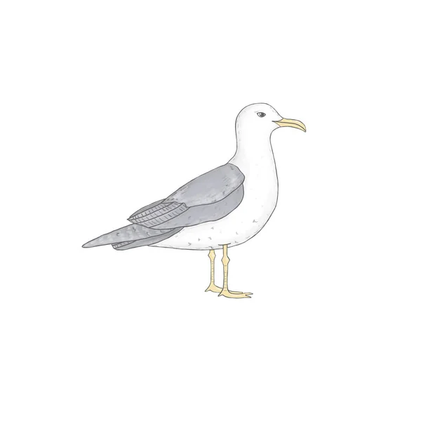 Tengeri sirály hasonló ClipArt Art madár illusztráció fehér alapon — Stock Fotó