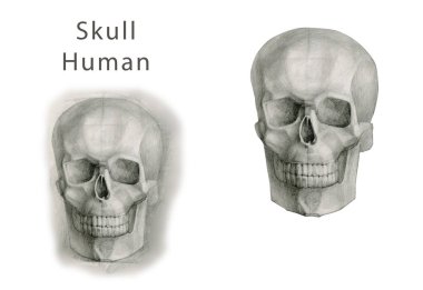 Tek Renkli El Çizilmiş Kafatasları Koleksiyonu. Kafatasları geometrik Çizimler. Beyaz arka planda