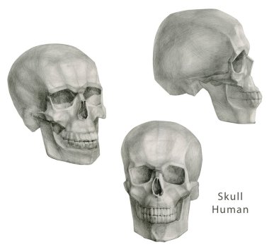 Tek Renkli El Çizilmiş Kafatasları Koleksiyonu. Kafatasları geometrik Çizimler. Beyaz arka planda