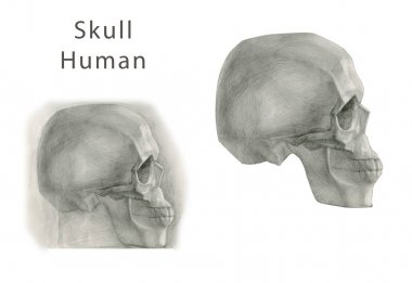 Tek Renkli El Çizilmiş Kafatasları Koleksiyonu. Kafatasları geometrik Çizimler. Beyaz arka planda