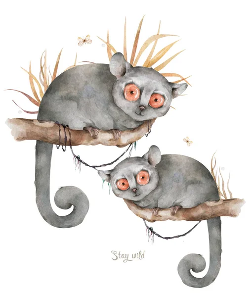 Lémure de rato bebé. Mão desenhada bonito aquarela desenho animado mouse lemur na árvore com folhas da selva no fundo branco — Fotografia de Stock