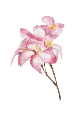 Pembe çiçeklerle dolu bahar brunch 'ı. Beyaz arkaplanda elle çizilmiş suluboya çizimi