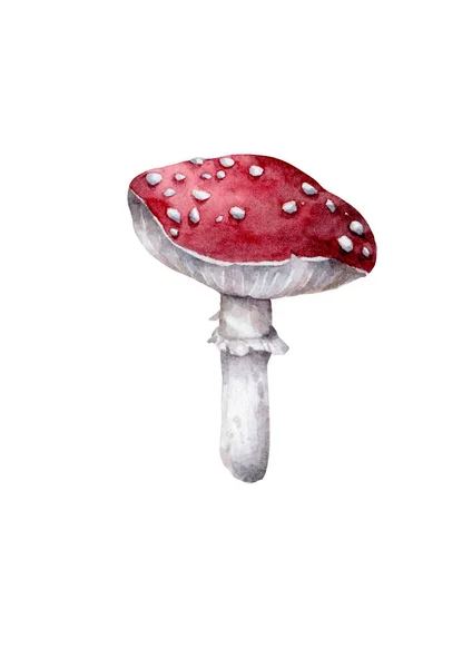 Amanita muscaria. Vlieg agaric paddenstoel. Witte gevlekte mooie rode champignons in natuurlijke context. Handgetekende aquarel geïsoleerde realistische illustratie op witte achtergrond — Stockfoto