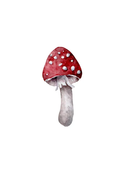 Amanita muscaria. Fliegenpilz. Weiß gefleckte schöne rote Pilze im natürlichen Kontext. Handgezeichnete Aquarell-Isolierte realistische Illustration auf weißem Hintergrund — Stockfoto