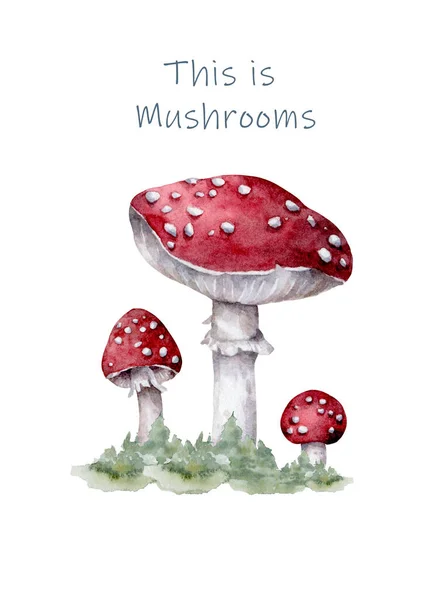 Amanita muscaria. Cogumelo agárico voador. Branco manchado belos cogumelos vermelhos no contexto natural. Mão desenhada aquarela isolado ilustração realista no fundo branco — Fotografia de Stock