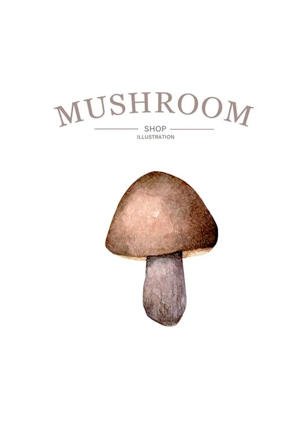 Conjunto Cogumelos Desenhos Animados Fundo Branco — Fotografia de Stock