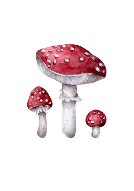 Amanita muscaria. Sinek mantarı. Beyaz benekli güzel kırmızı mantarlar doğal bağlamda. Beyaz arkaplanda gerçekçi illüstrasyon.