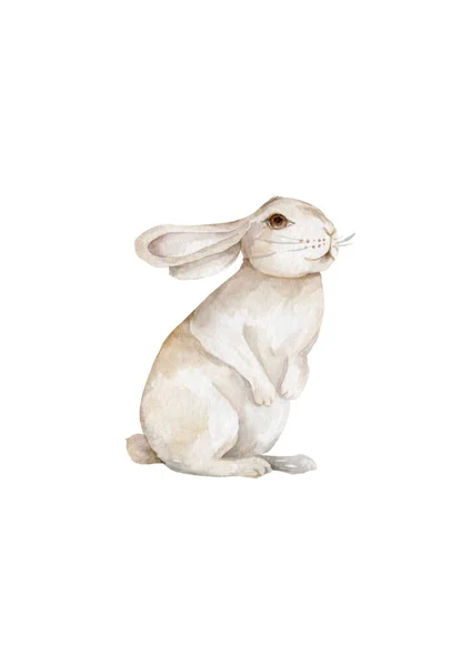 Aquarell Hase Vorhanden Kaninchen Osterhase Niedliches Tier Wildtiere Auf Weißem — Stockfoto