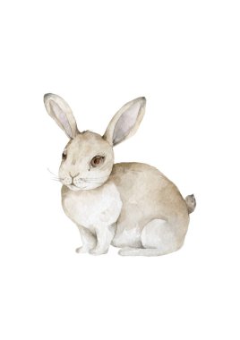 Suluboya Tavşan. Tavşan. Paskalya tavşanı. Sevimli hayvan. Beyaz arka planda vahşi yaşam.