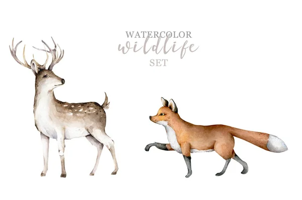 Liščí a jelení lesní zvíře. Realistické zimní roztomilé chůze červená divoká liška izolované ilustrace na bílém pozadí. Winter — Stock fotografie