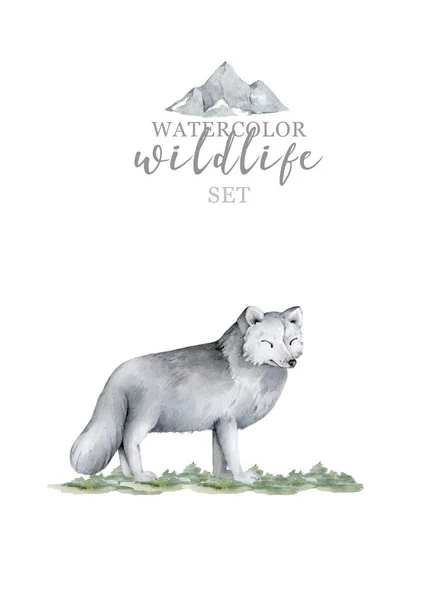 Ručně kreslený akvarel realistický bílý vlk. Zvířecí ilustrace — Stock fotografie