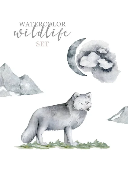 Ručně kreslený akvarel realistický bílý vlk. Zvířecí ilustrace — Stock fotografie
