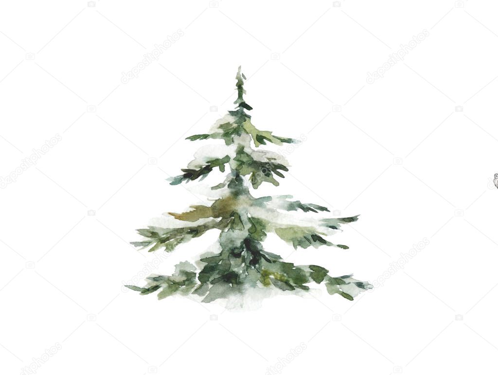 Forest tree. Set spruce trees isolated on white background.