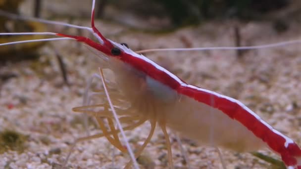 Close Skunk Cleaner Shrimp Catching Own Antennae Cleaning — Stock Video