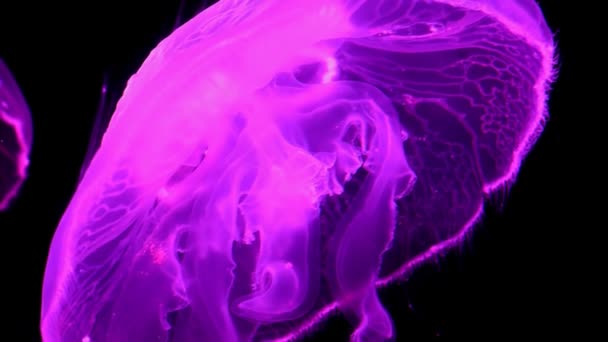 Pink Color Colour Jellyfish Slowly Floating Black Background — Stock Video