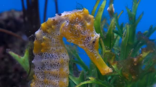Gros Plan Tête Hippocampe Dans Aquarium Avec Fond Bleu — Video