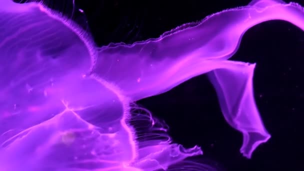 スロー モーション ビューの背景の暗い水槽の水でゆっくりと浮かんでいる光るピンク色のクラゲをリラックス — ストック動画