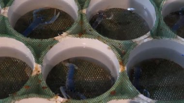 Bebek ıstakoz ıstakoz kuluçka, kapağı