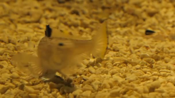 いくつか黄色色小 Weever やスティング魚 海や水族館の下部に Echiichthys Vipera — ストック動画