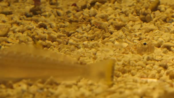 Echiichthys Vipera は海や水族館の下部に砂砂利に掘り自体黄色色小 Weever やスティング魚 — ストック動画