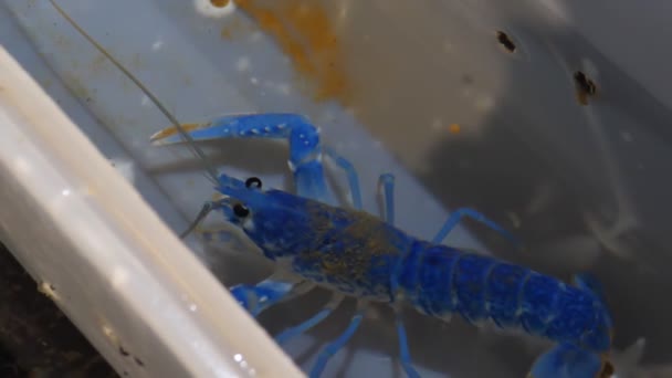 Juvenil Langosta Solo Color Azul Que Mueve Pequeño Contenedor Una — Vídeo de stock