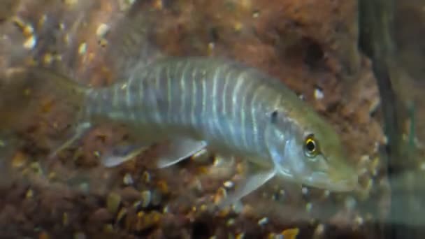Single Freshwater Predator Pike Fish Swimming Aquarium — Stock Video