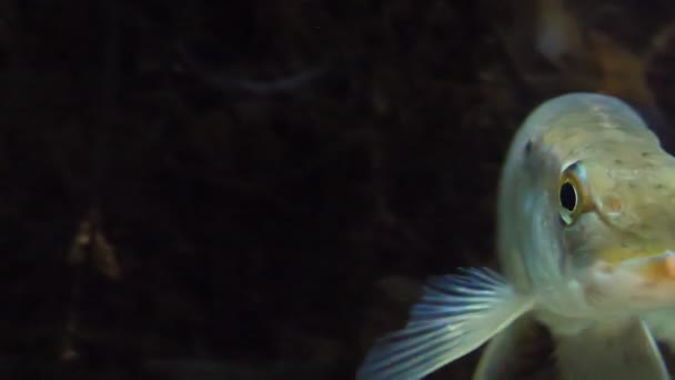 Single Pike Fish Swimming Aquarium Makes Turn — Stock Video