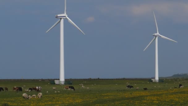 Farm Animals Feeding Blooming Grass Farmland Wind Power Electricity Generators — Stock Video