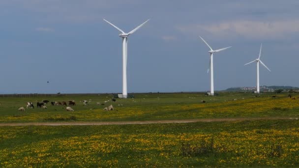 Nek Koyun Otlatma Mera Rüzgar Türbinleri Veya Jeneratörler Yakınındaki Çiçek — Stok video