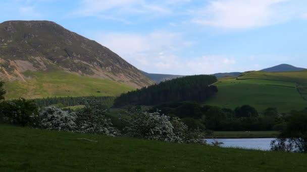 カンブリア イングランドの湖水地方の風景 Loweswater 湖側と Mellbreak マウントまたは左側の落ちた木を開花のビュー — ストック動画