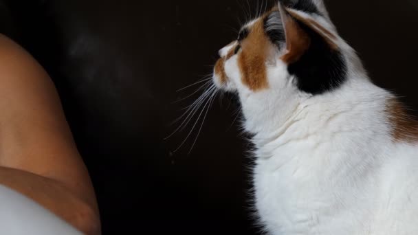 Calico Tricolor Witte Gele Zwarte Kleur Kleur Kat Probeert Aandacht — Stockvideo