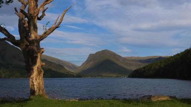 Atemberaubende Landschaft Mit Großen Trockenen Baum Ufer Des Schmetterlingssees Der — Stockvideo